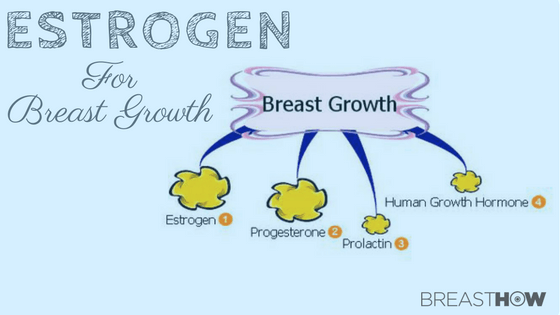 How To Balance Estrogen For Breast Growth